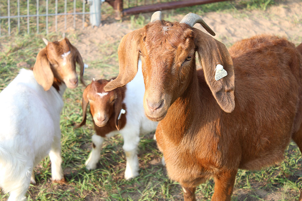 Boer goat breed