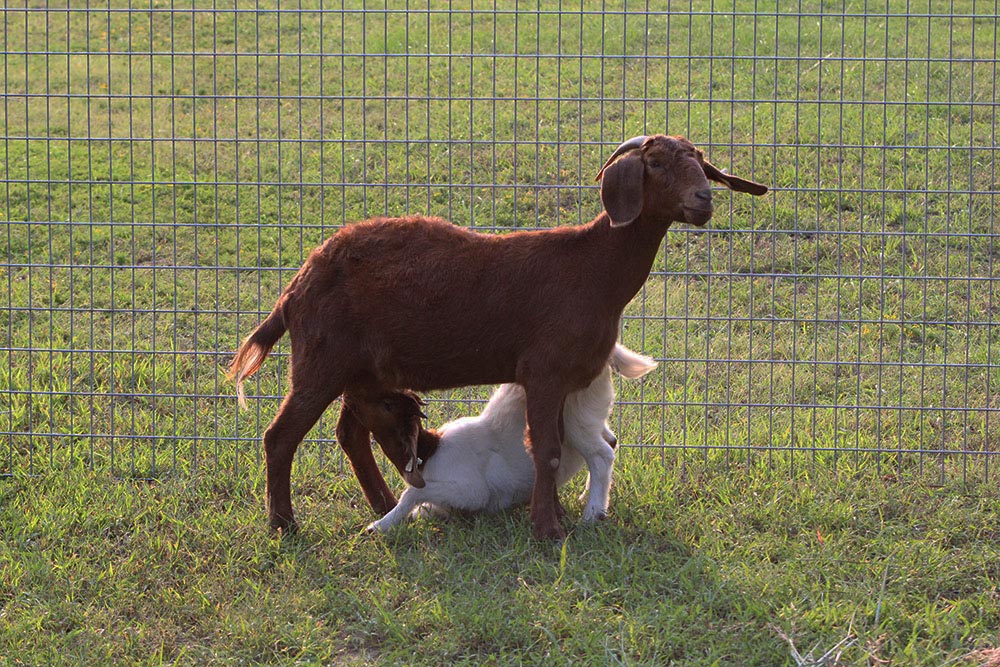 Goats at Merry Meadows Farm