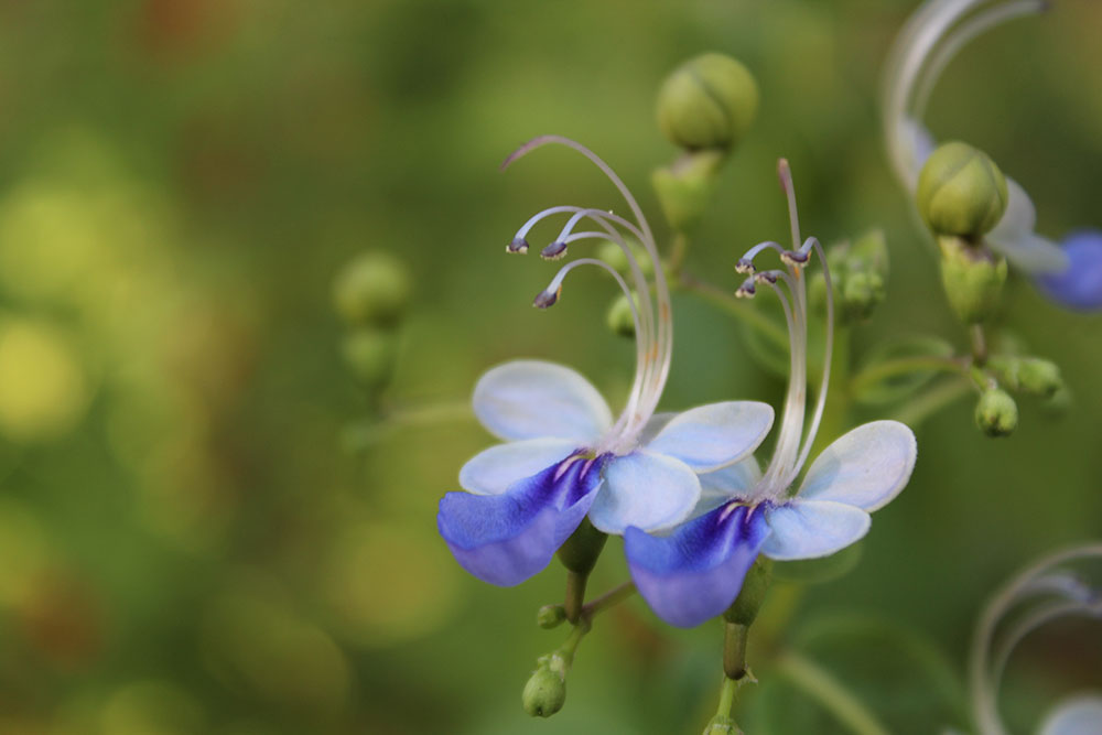 A butterfly bush flower at Merry Meadows in Kingston, Oklahoma.