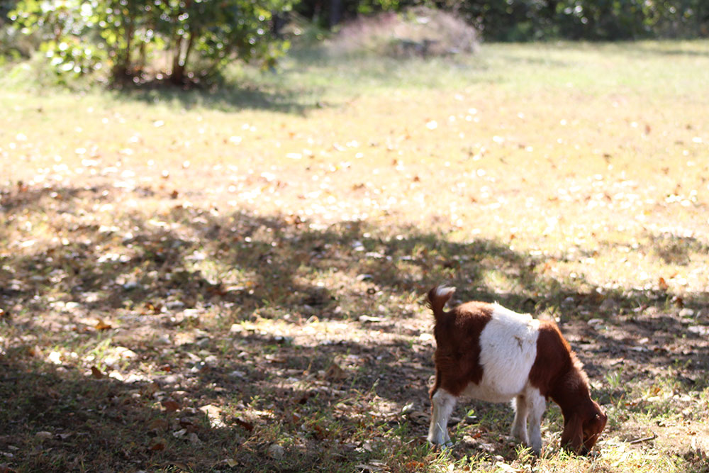 Goat at Merry Meadows Farm