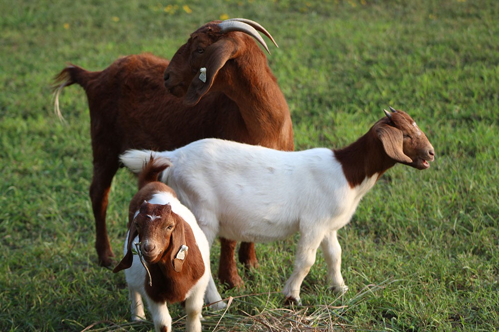 Our first three goats at Merry Meadows Farm in Kingston, Oklahoma.