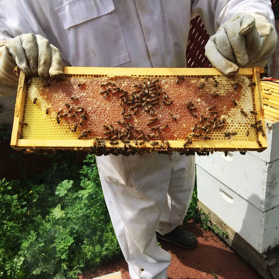 Merry Meadows Farm Bee Keeping