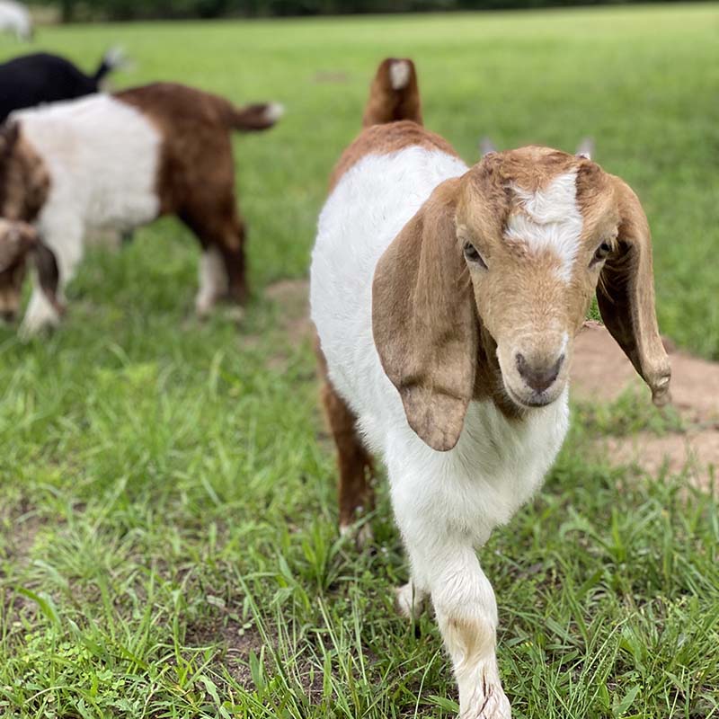 Merry Meadows Farm Baby Goats