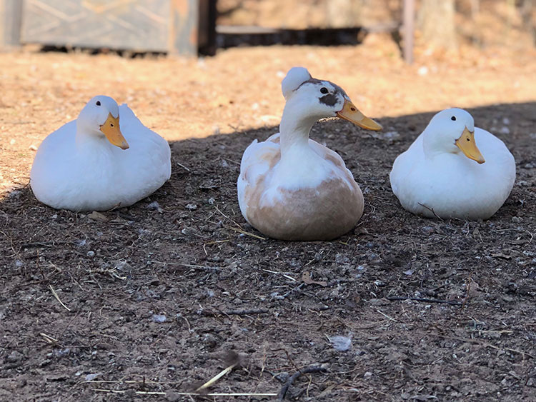 Ducks at Merry Meadows Farm