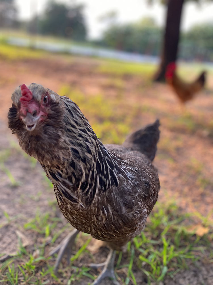 A free range chicken at Merry Meadows Farm