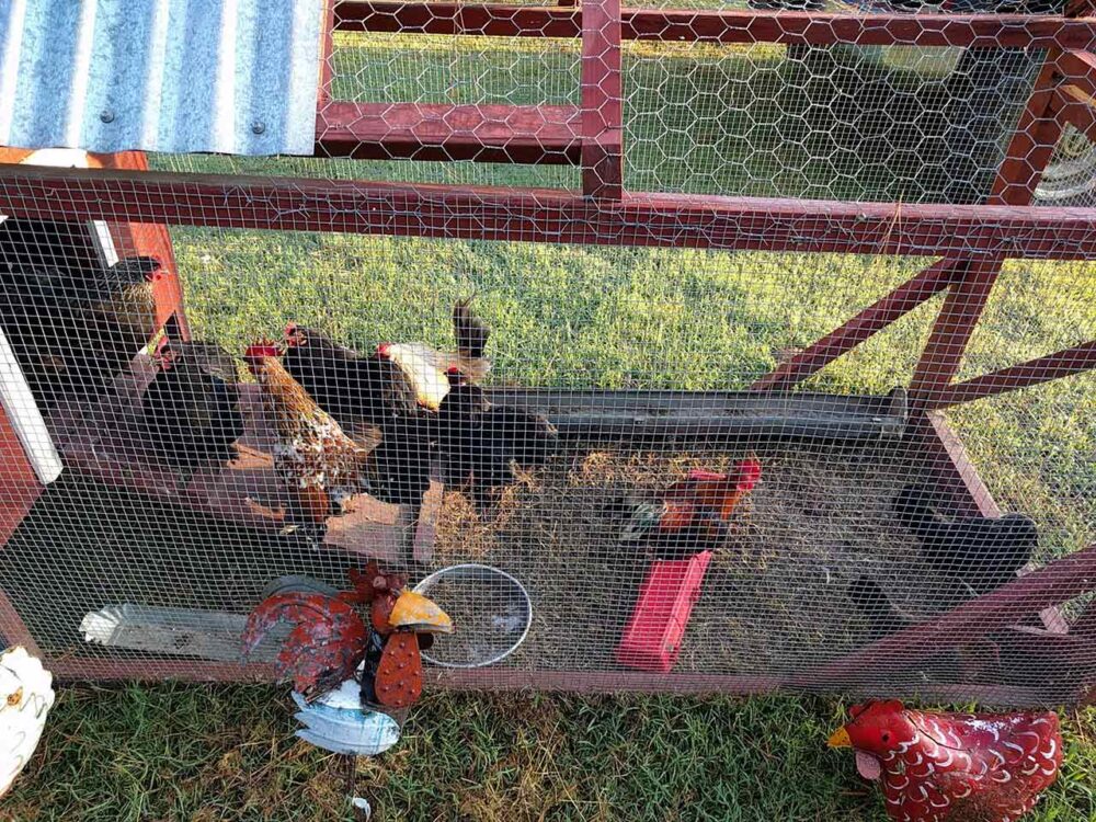 Chicken tractor.