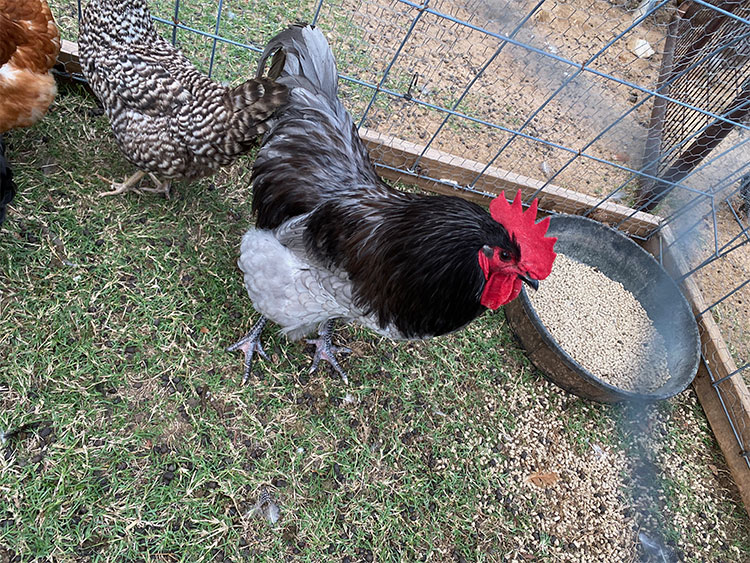 Rooster at Merry Meadows Farm