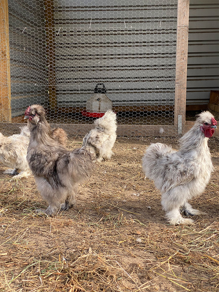 Silkie chickens at Merry Meadows Farm
