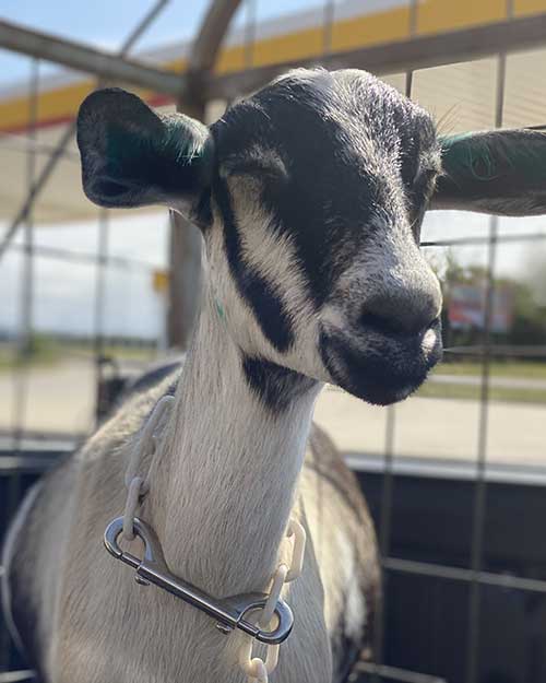 Elsa the Alpine / Nubian goat