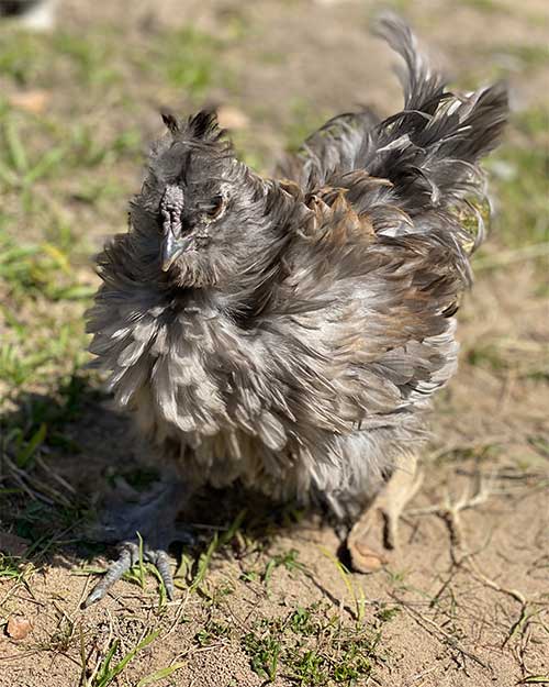 Frizzle silkie chicken at Merry Meadows Farm in Kingston, Oklahoma