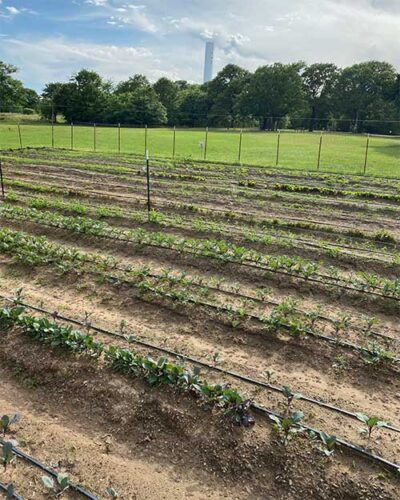 Merry Meadows starting garden plot in 2022