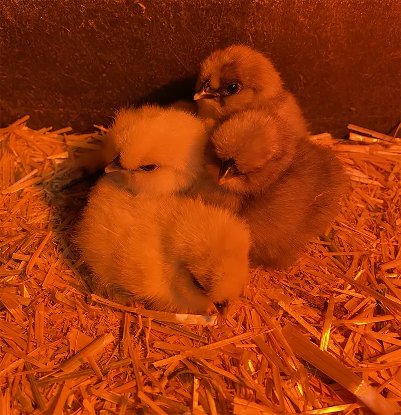 One Day Old Silkie Chickens at Merry Meadows Farm