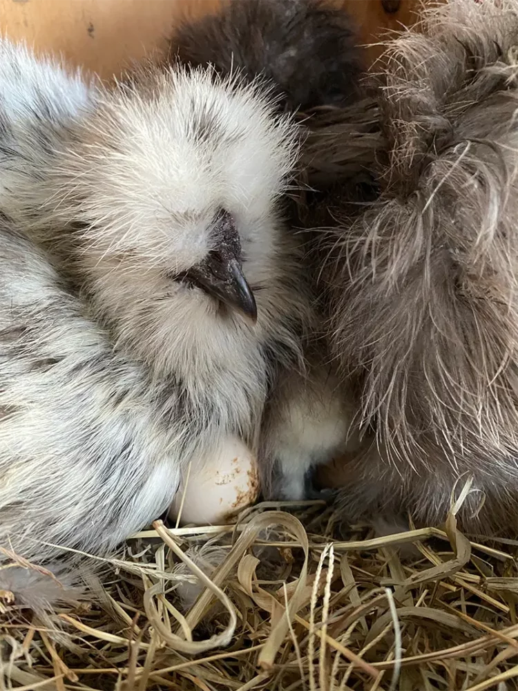 Silkie Hens Sharing a Nest to Hatch Eggs