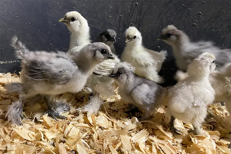  2 Week Old Silkie Chickens at Merry Meadows Farm