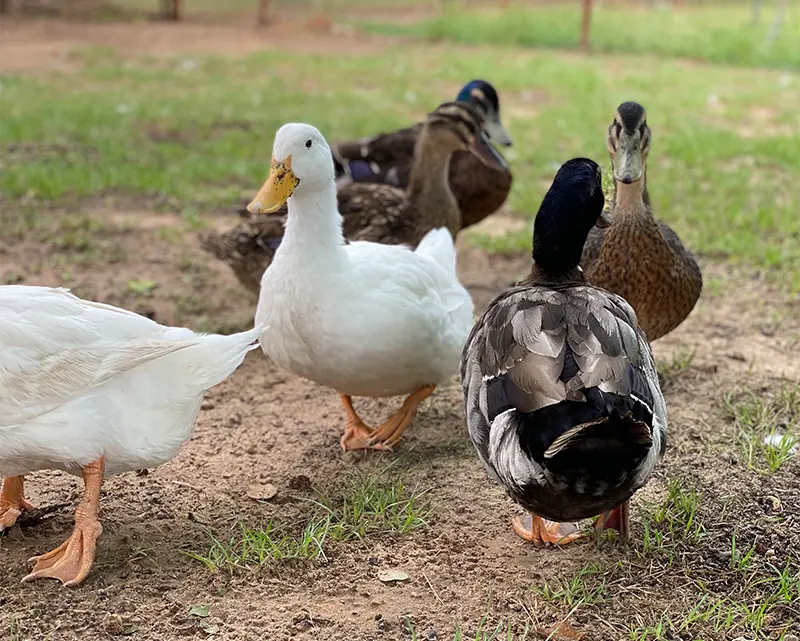 Ducks at Merry Meadows Farm in Kingston, Oklahoma