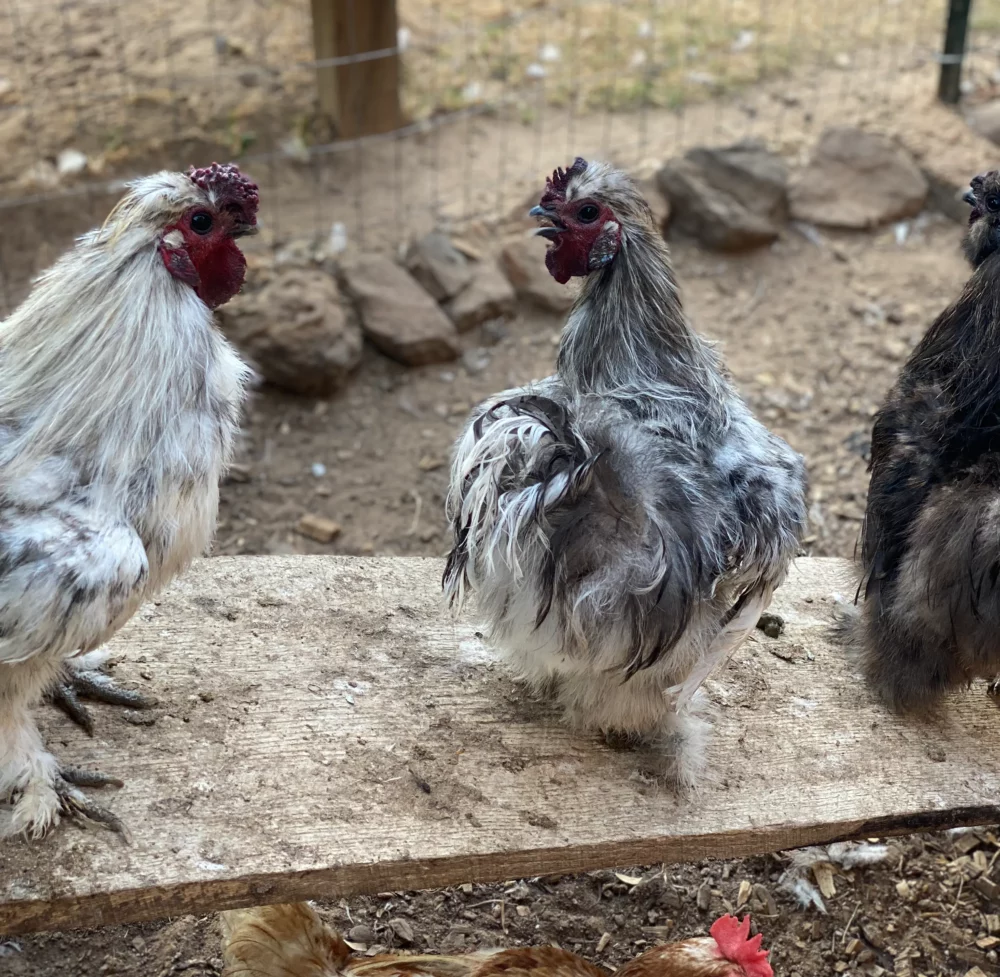 Some Silkie Roosters at Merry Meadows Farm