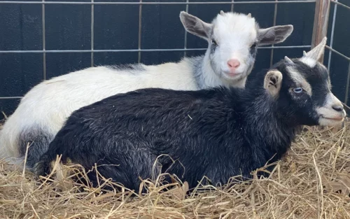 Our new Nigerian dwarf goats: Shasta and Isabella.