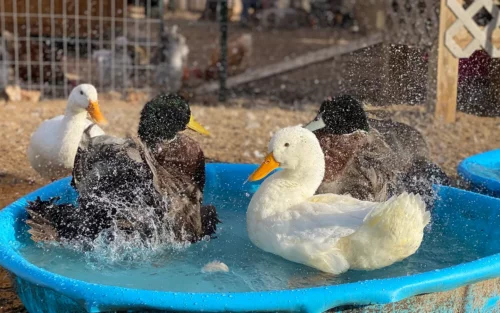 Ducks splashing in their kiddie pools at Merry Meadows Farm