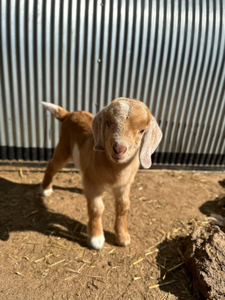 Baby Boer goat at Merry Meadows Farm