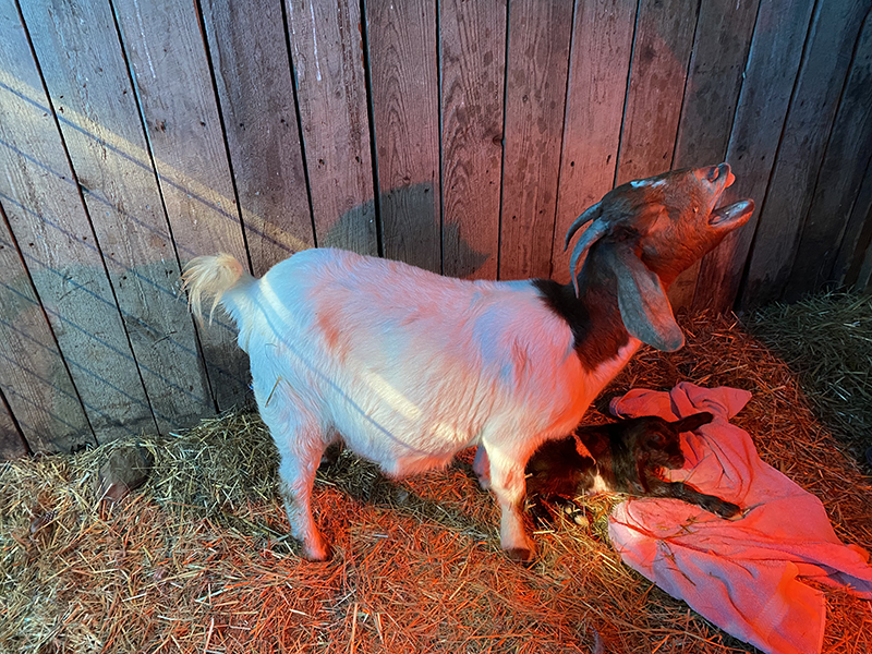 Mother boer goat yawning after giving birth