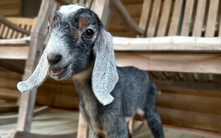 Baby Nubian Goat at Merry Meadows Farm in Kingston, Oklahoma