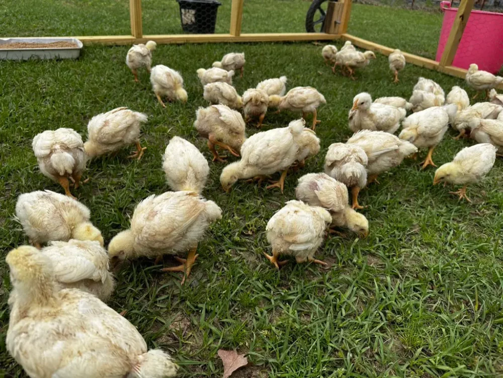 Merry Meadows Pasture Raised Cornish Cross Chickens