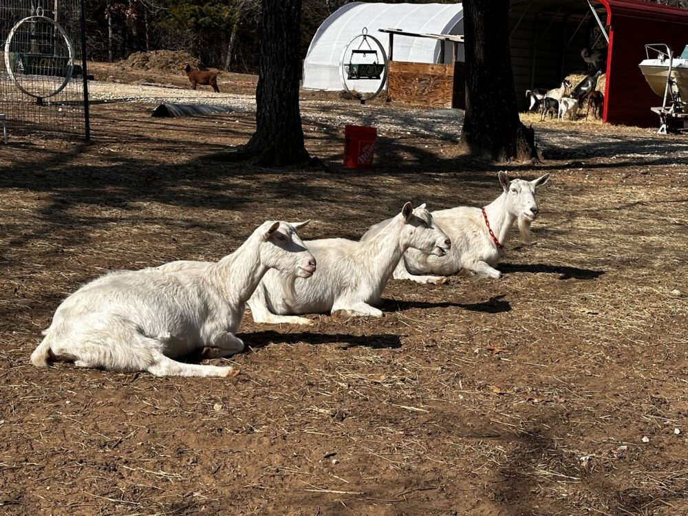 Merry Meadows Farm Saanen Goats