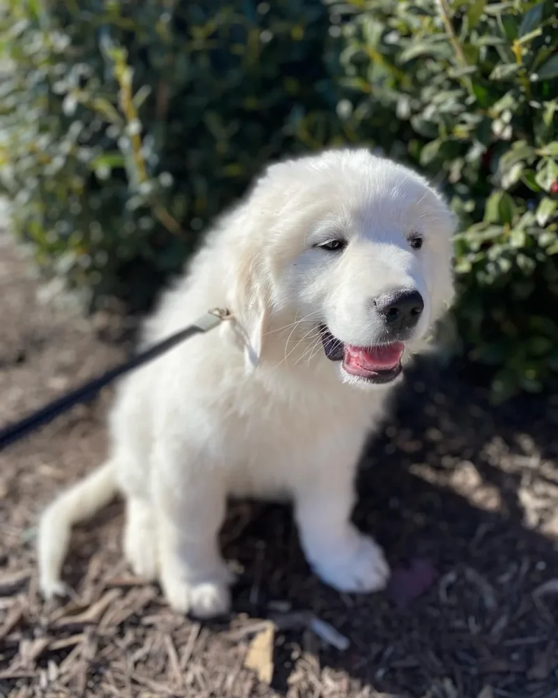 Baby Great Pyrenees guardian dog at Merry Meadows