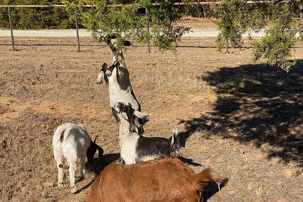 Goat's browsing on tree at Merry Meadows