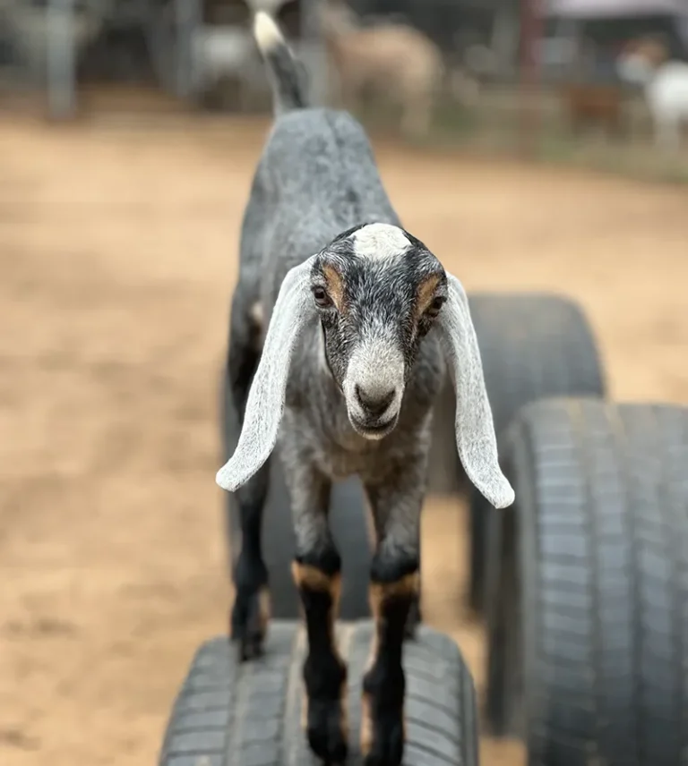 baby Nubian goat playing on tire toys at Merry Meadows Farm
