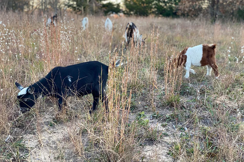 Variety of goats clearing land at Merry Meadows Farm