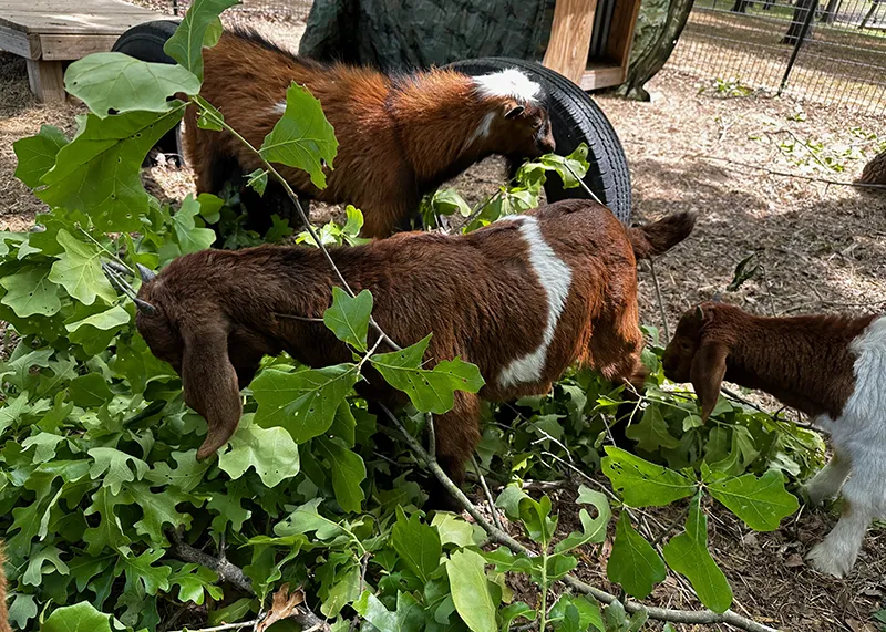 Boer and Nigerian dwarf goats eating leaves