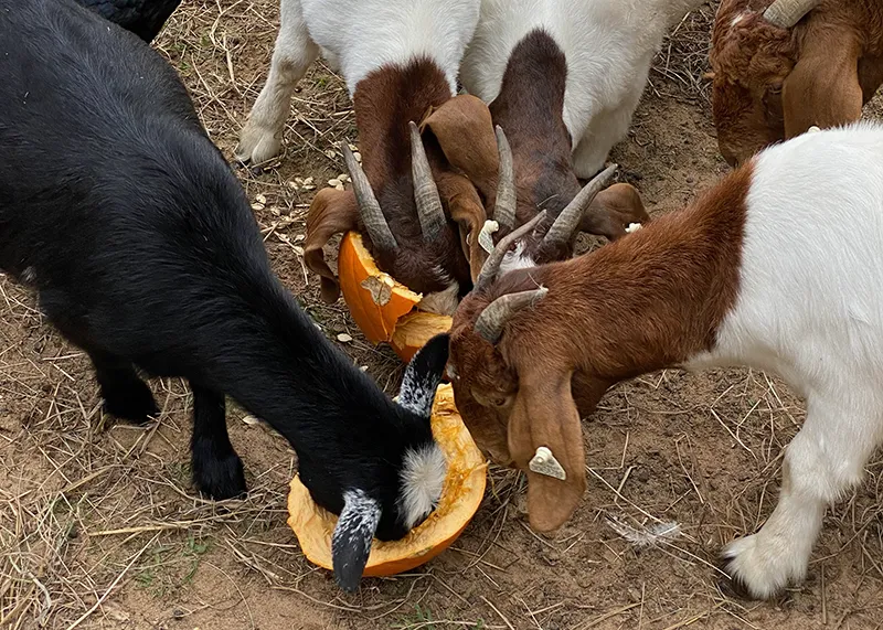 Goats eating fresh pumpkin for sustainable farming