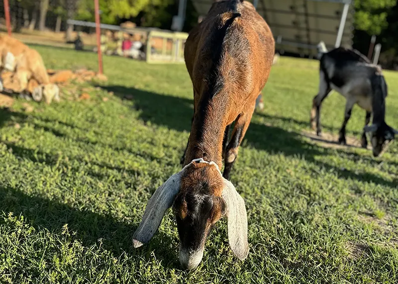 Sustainable farm with goats grazing