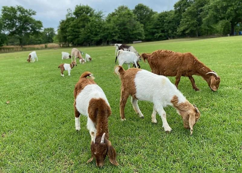 Goats grazing in field at Merry Meadows