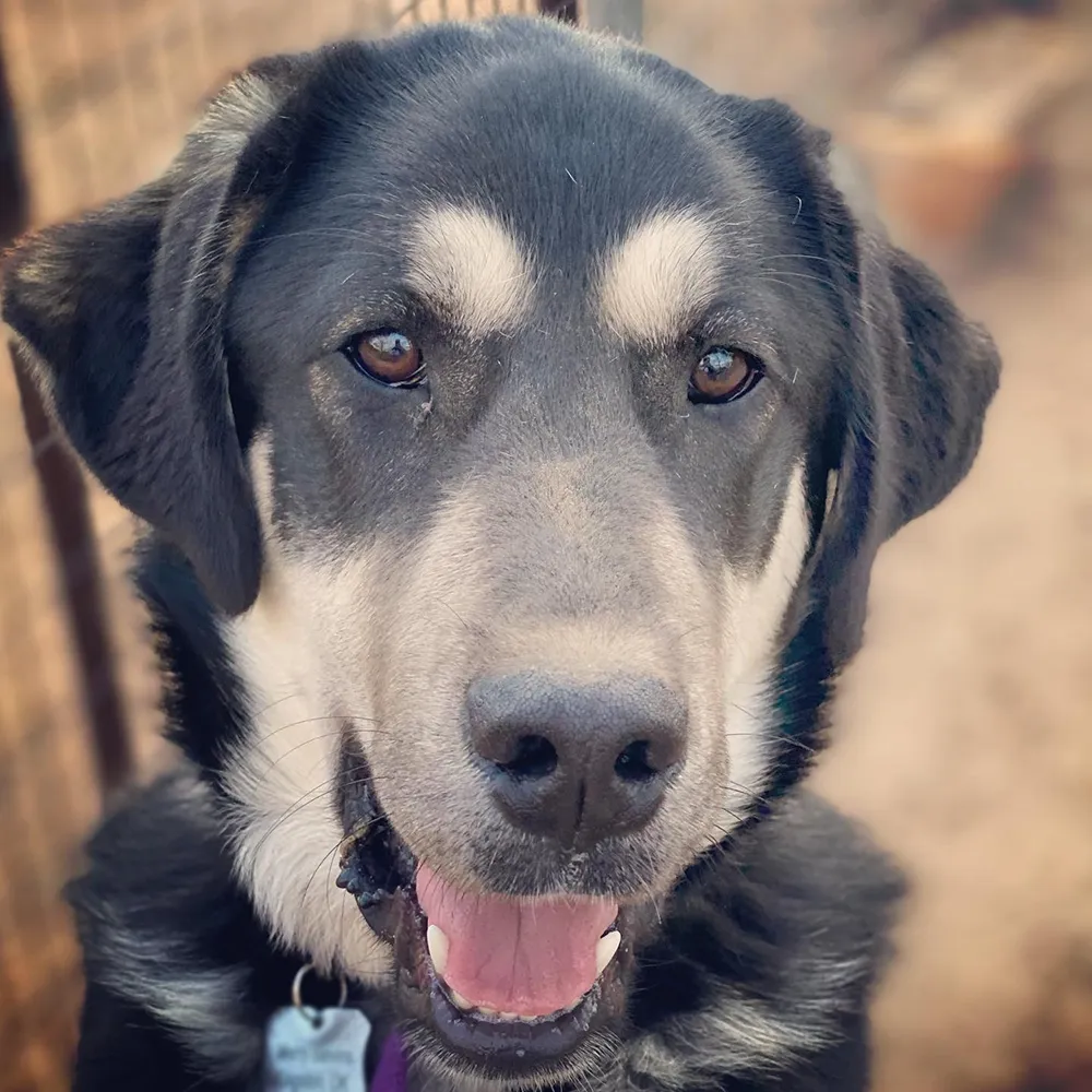 Libby the LGD at Merry Meadows