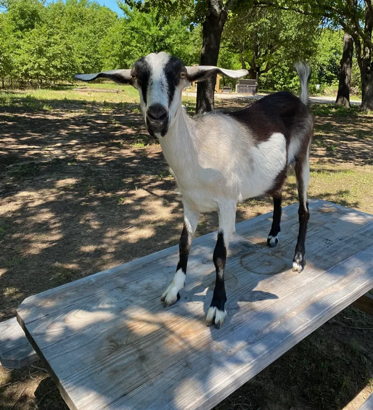 Merry Meadows Alpine Goat on picnic table
