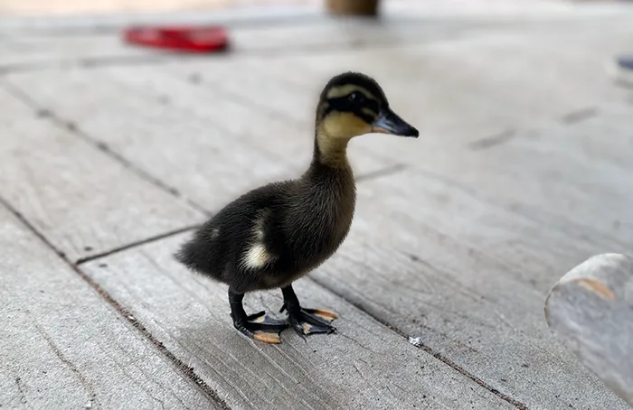Baby Duck at Merry Meadows Farm