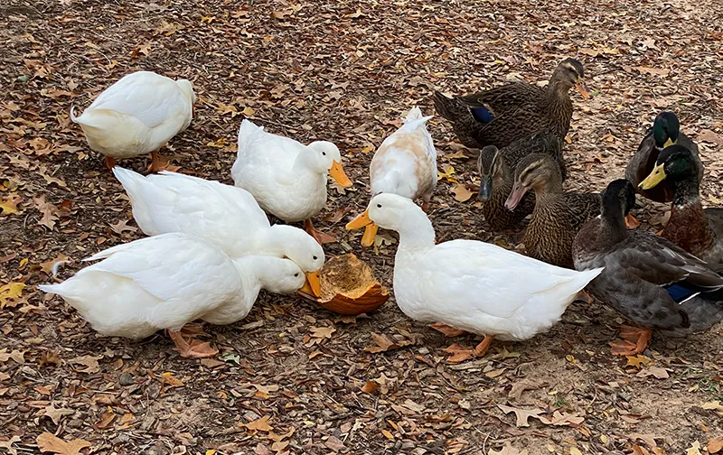 Ducks eating pumpkins at Merry Meadows