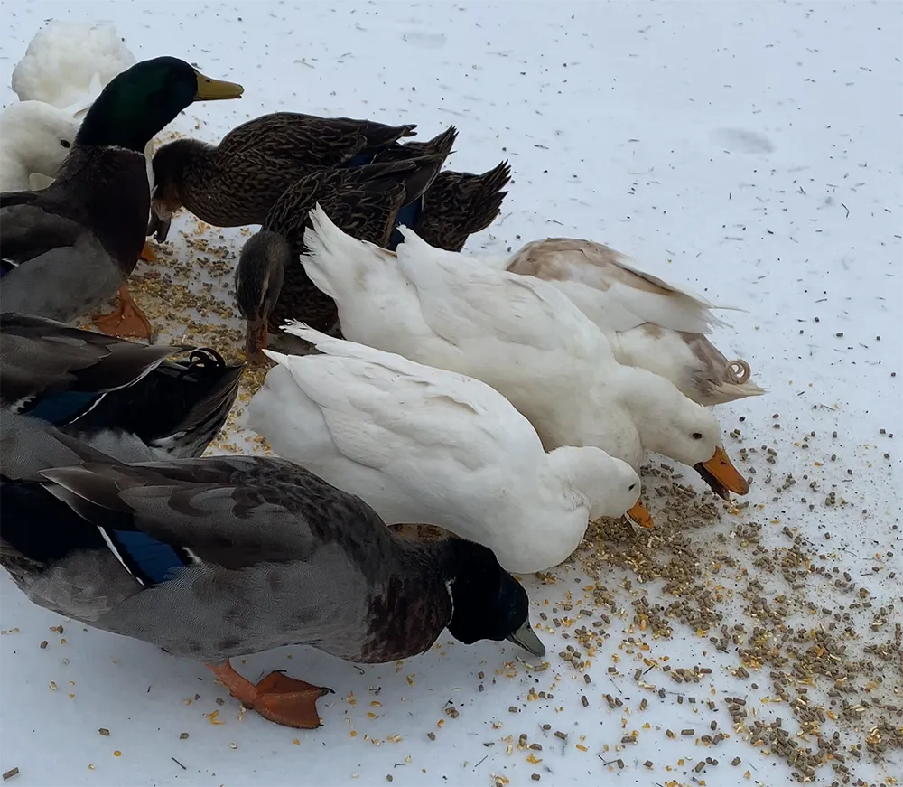 Ducks eating in winter snow at Merry Meadows Farm