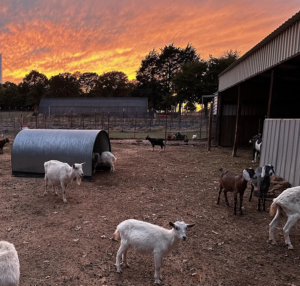 Goats resting in barn area at Merry Meadows
