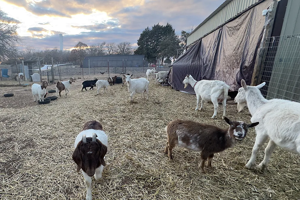 Goats by barn in winter at Merry Meadows