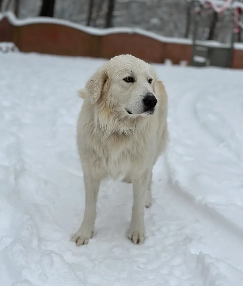 Great Pyrenees guardian dog in snow at Merry Meadows Farm in Kingston, Oklahoma