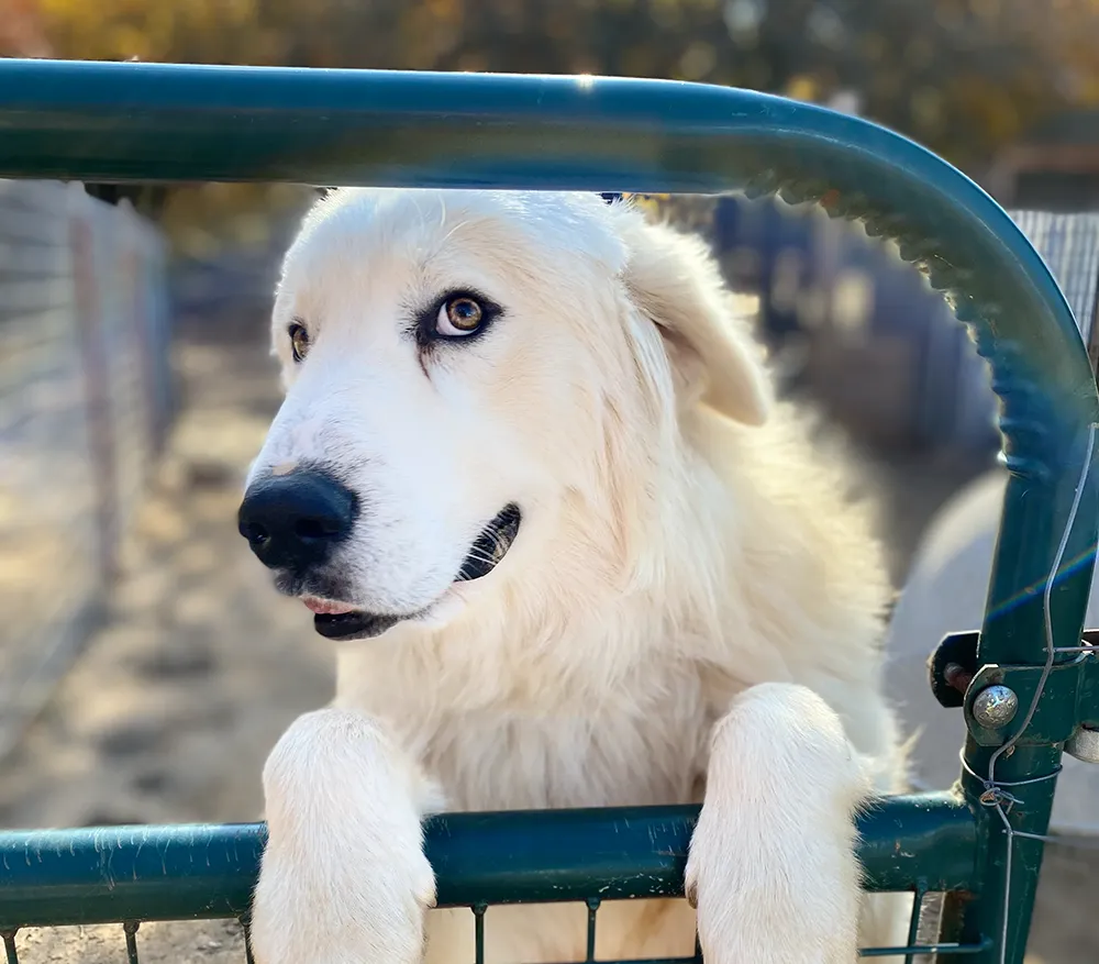 Great Pyrenees the livestock guardian dog posing for the camera