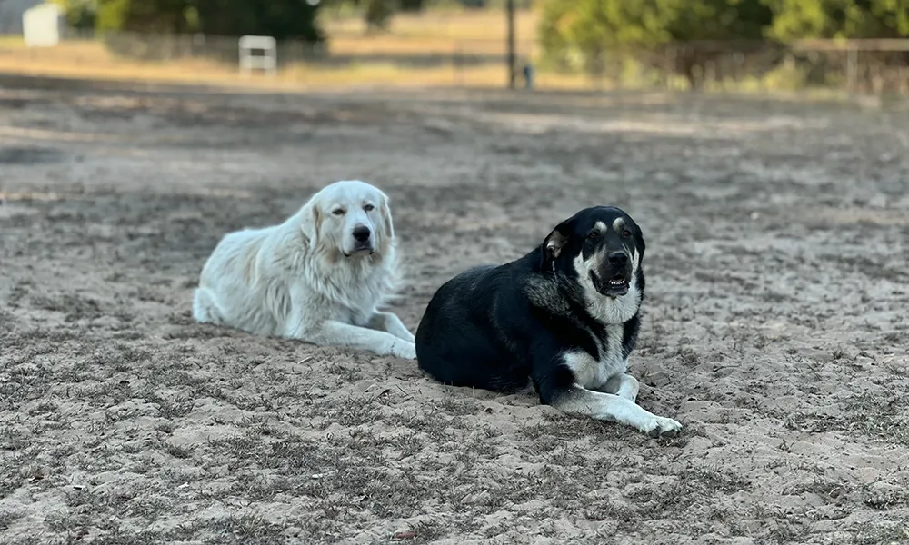 Livestock Guardian dogs at Merry Meadows