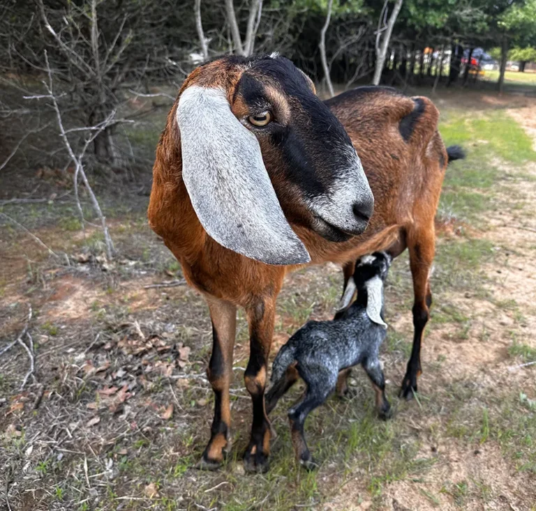 Mother Nubian goat feeding newborn baby goat