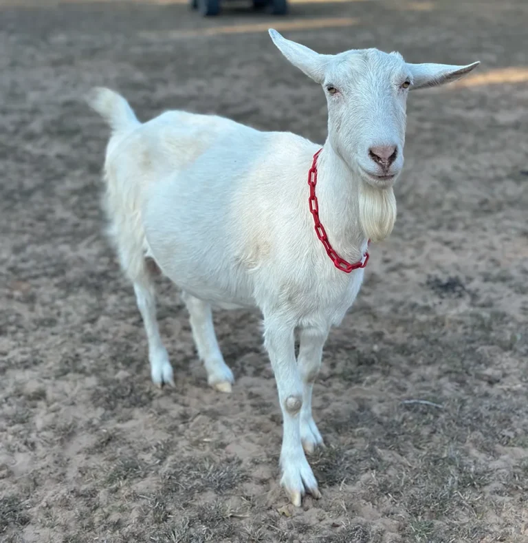 Merry Meadows dairy saanen goat