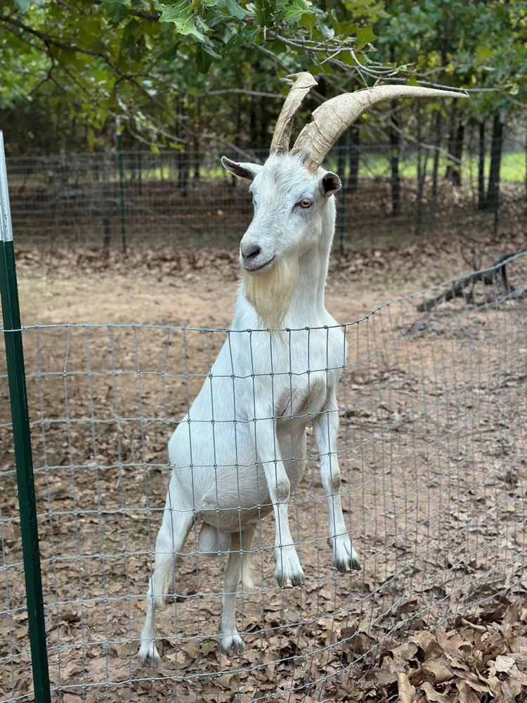 Merry Meadows Saanen Goat Male with large horns