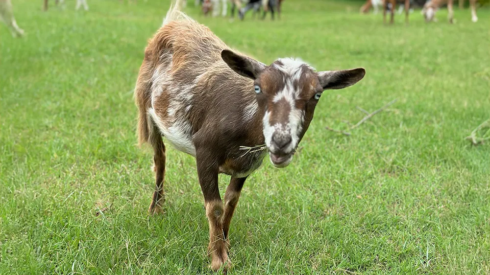 Nigerian Dwarf goat at Merry Meadows