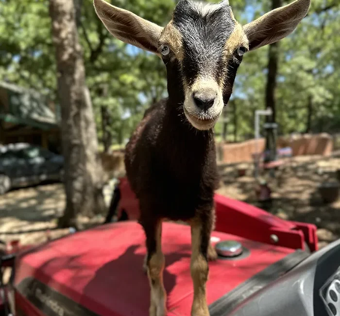 baby-goat-on-tractor